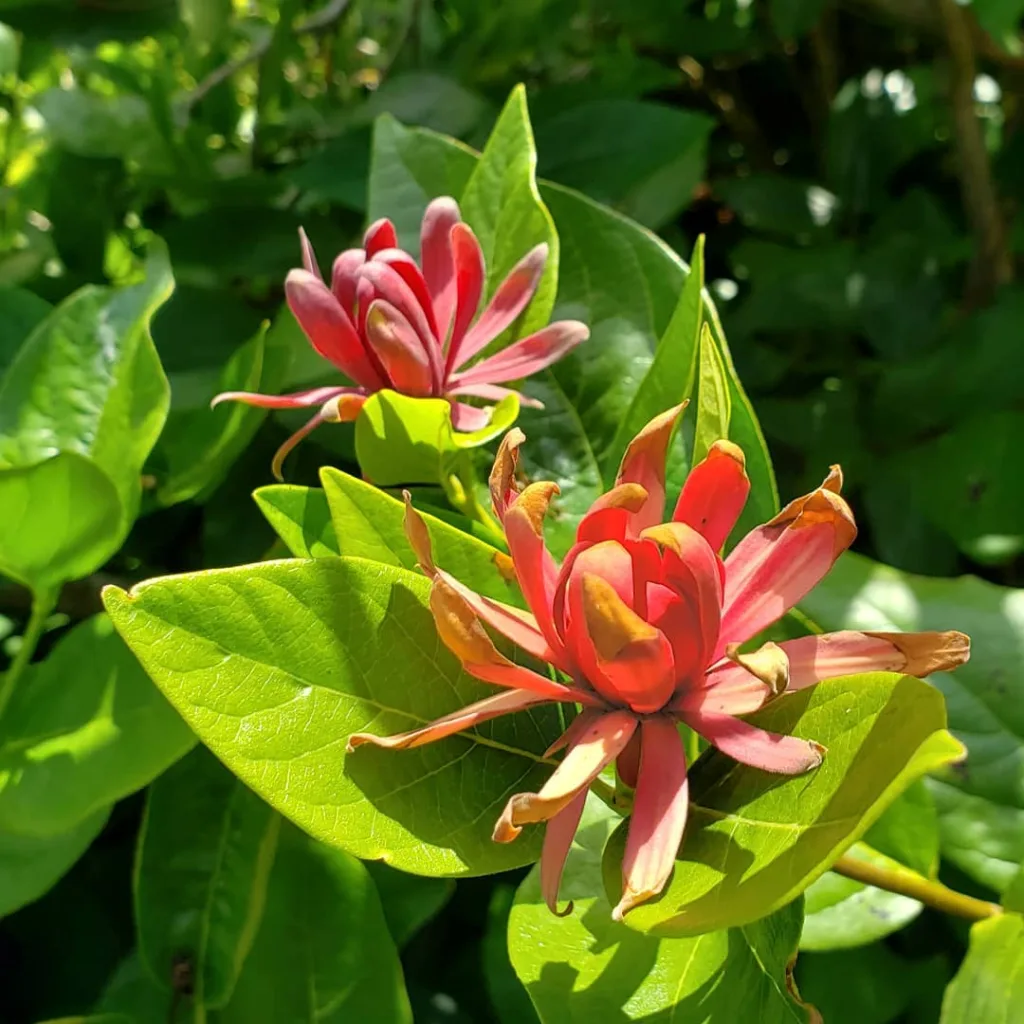 Calycanthus Occidentalis