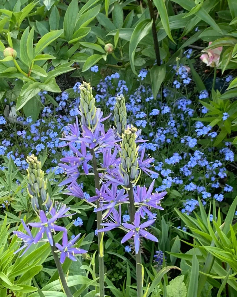 Camassia Quamash