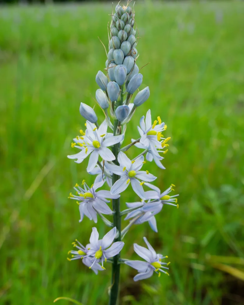 Camassia Scilloides