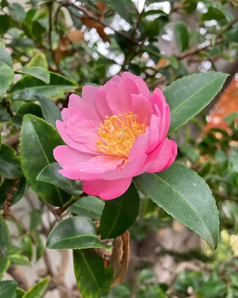 Camellia Oleifera