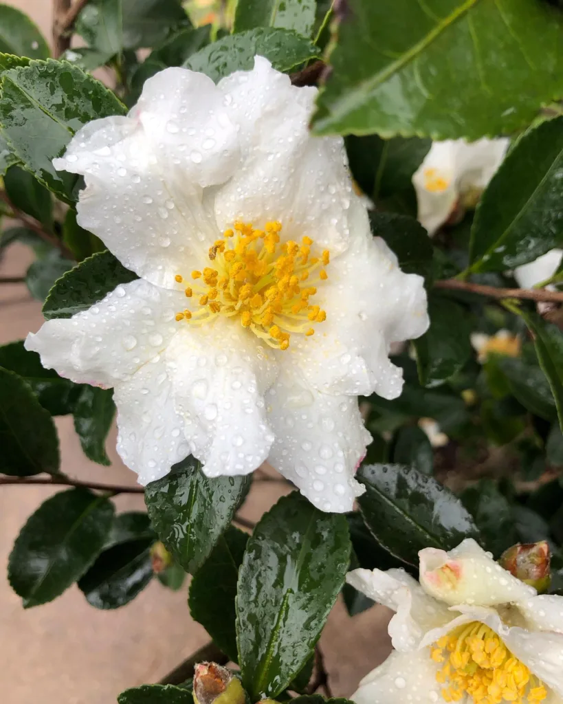 Camellia Setsugekka