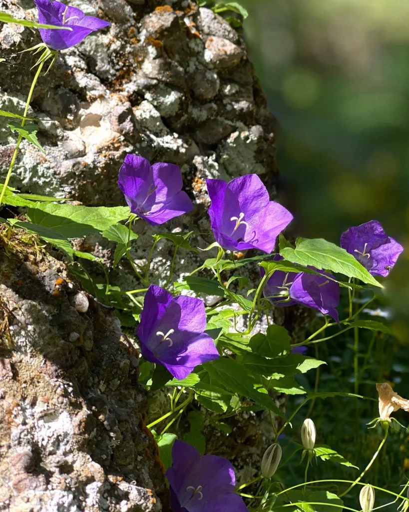 Campanula Carpatica