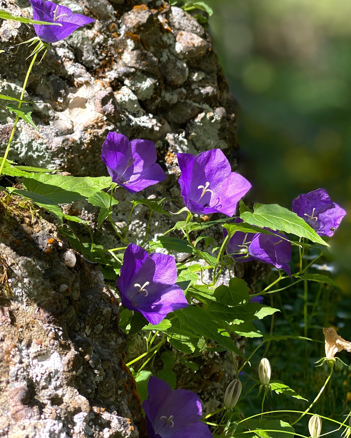 Plant FAQs Campanula Carpatica