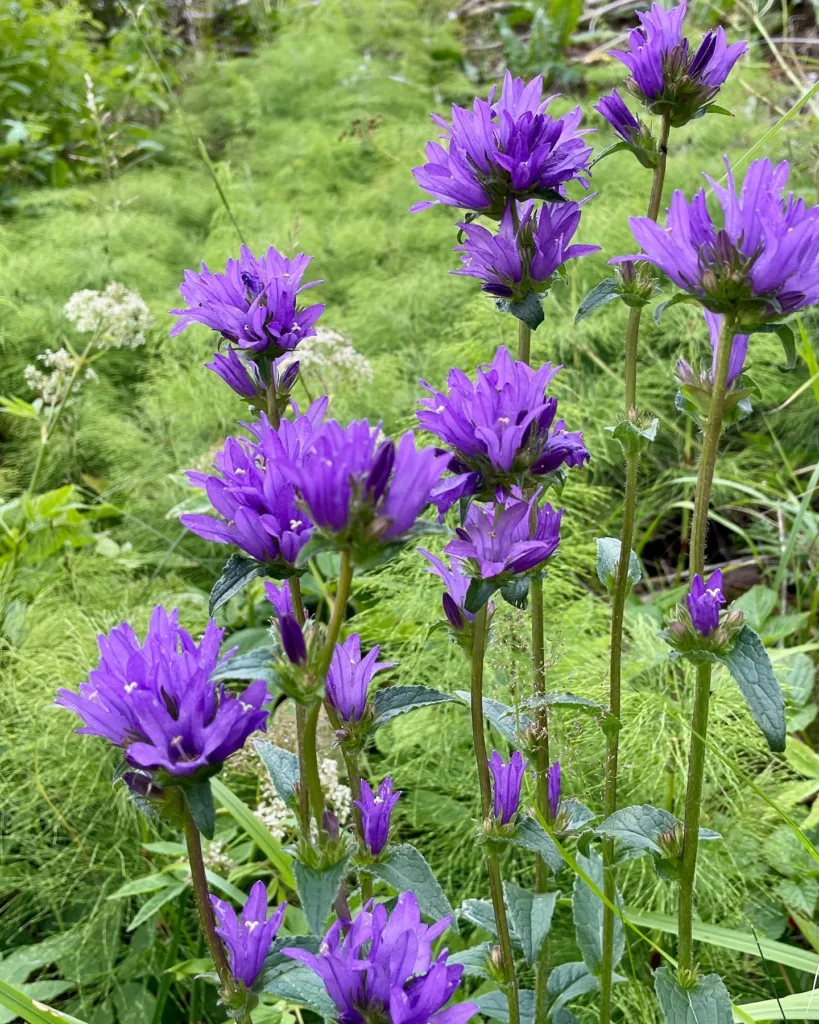 Campanula Glomerata