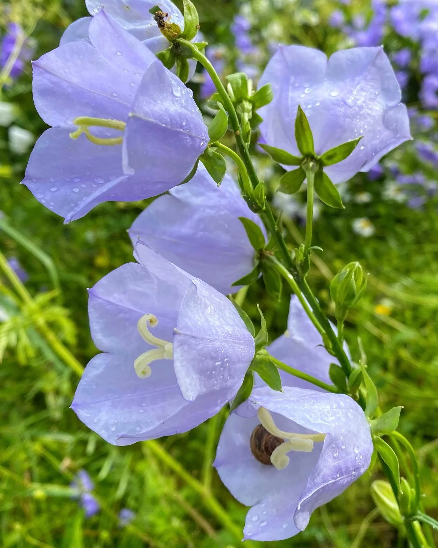 Plant FAQs Campanula Persicifolia