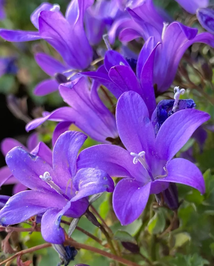 Campanula Portenschlagiana