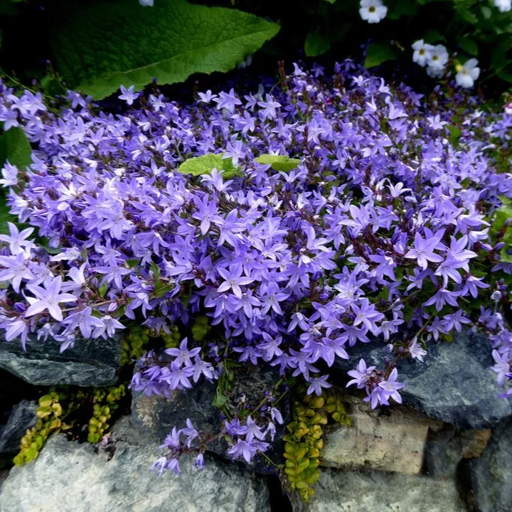 Campanula Poscharskyana