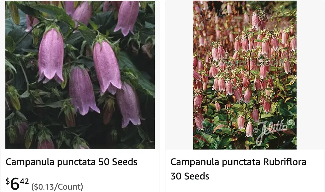 Campanula Punctata | Monsteraholic