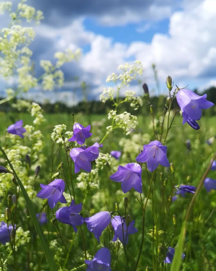 Campanula Rotundifolia