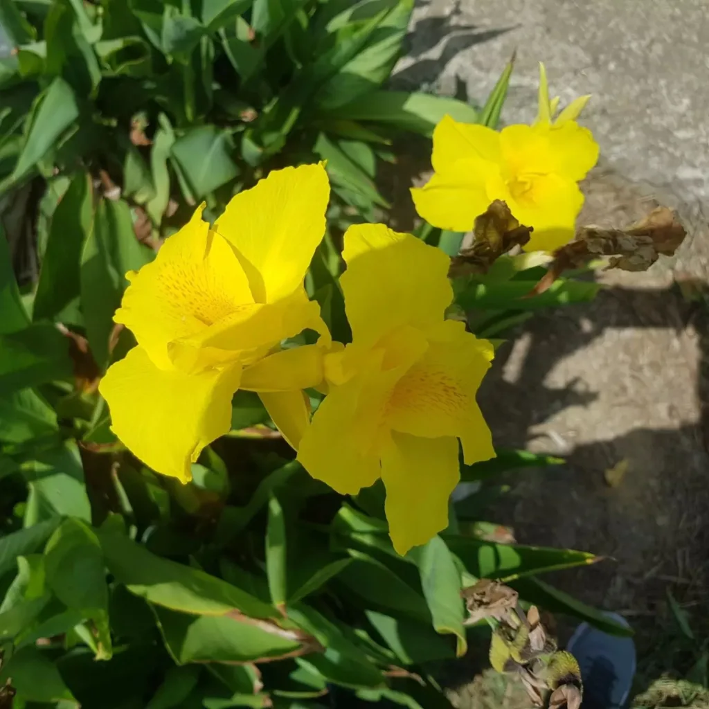 Canna Flaccida