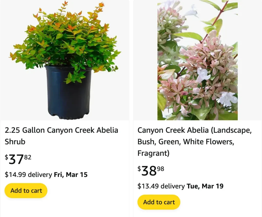 Canyon Creek Abelia | Monsteraholic