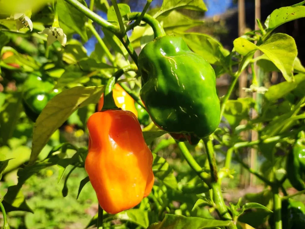 Capsicum Chinense