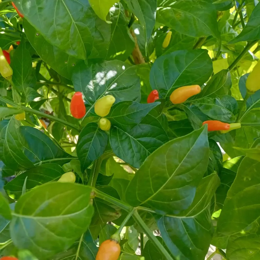 Capsicum Frutescens