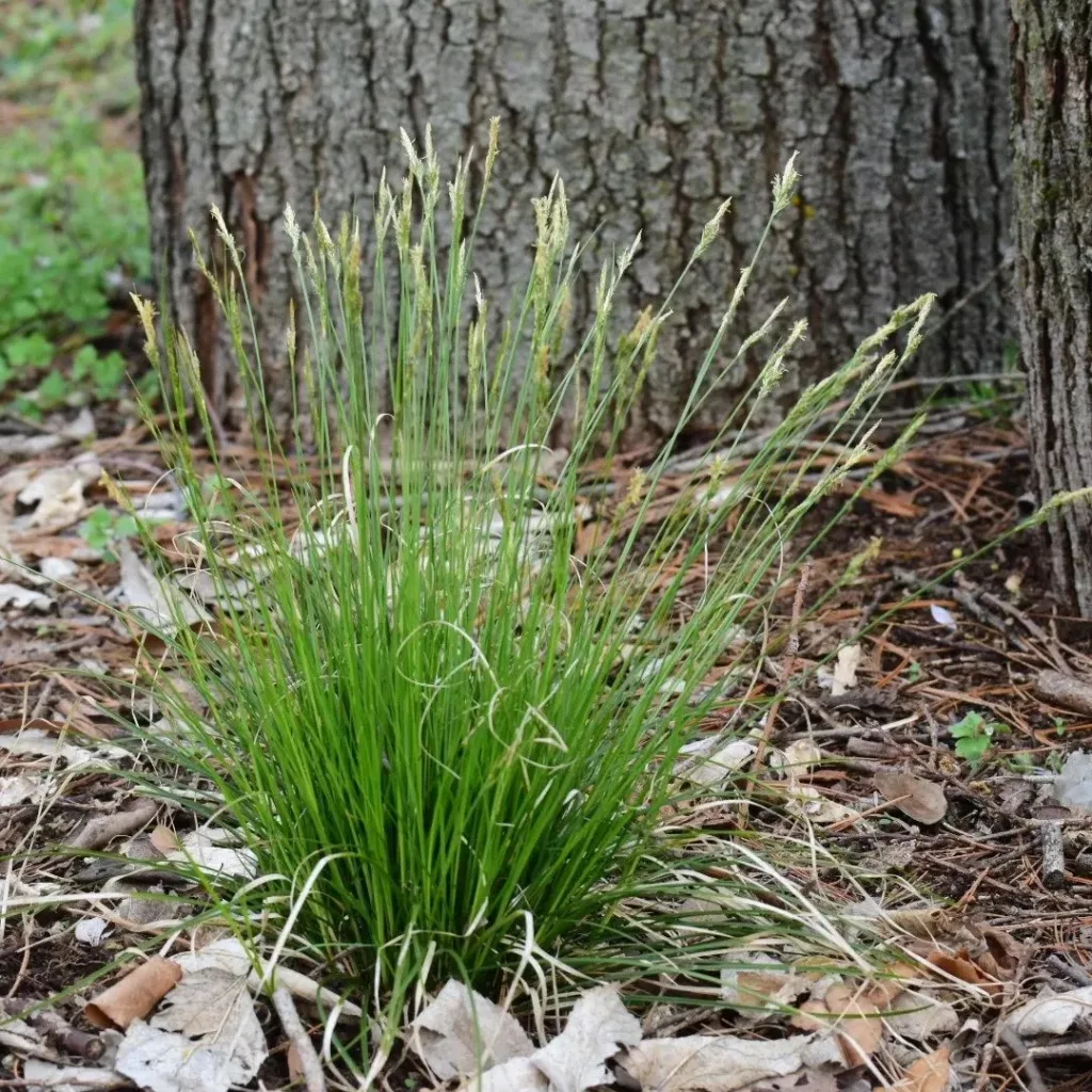 Carex Albicans