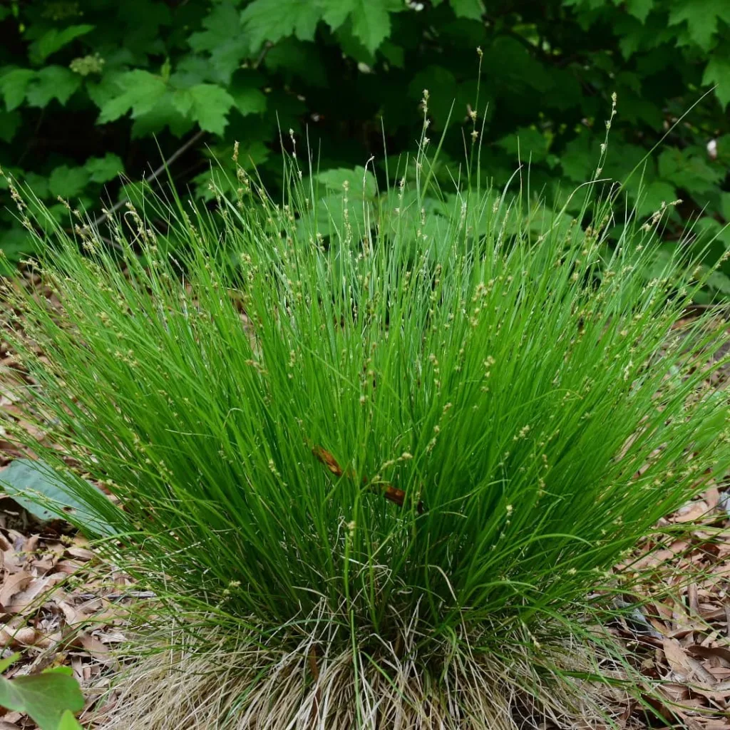 Carex Appalachica