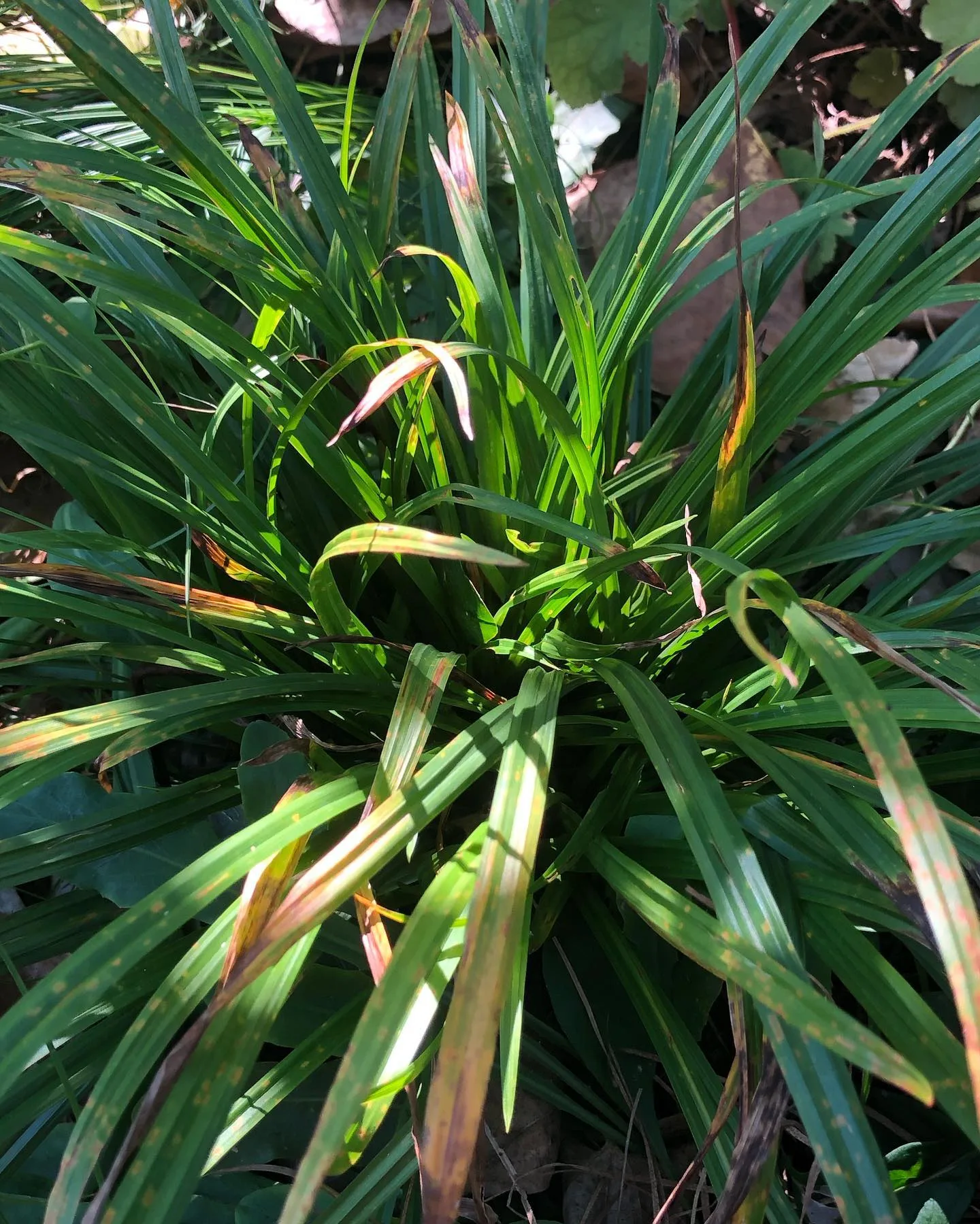 Plant FAQs Carex Blanda