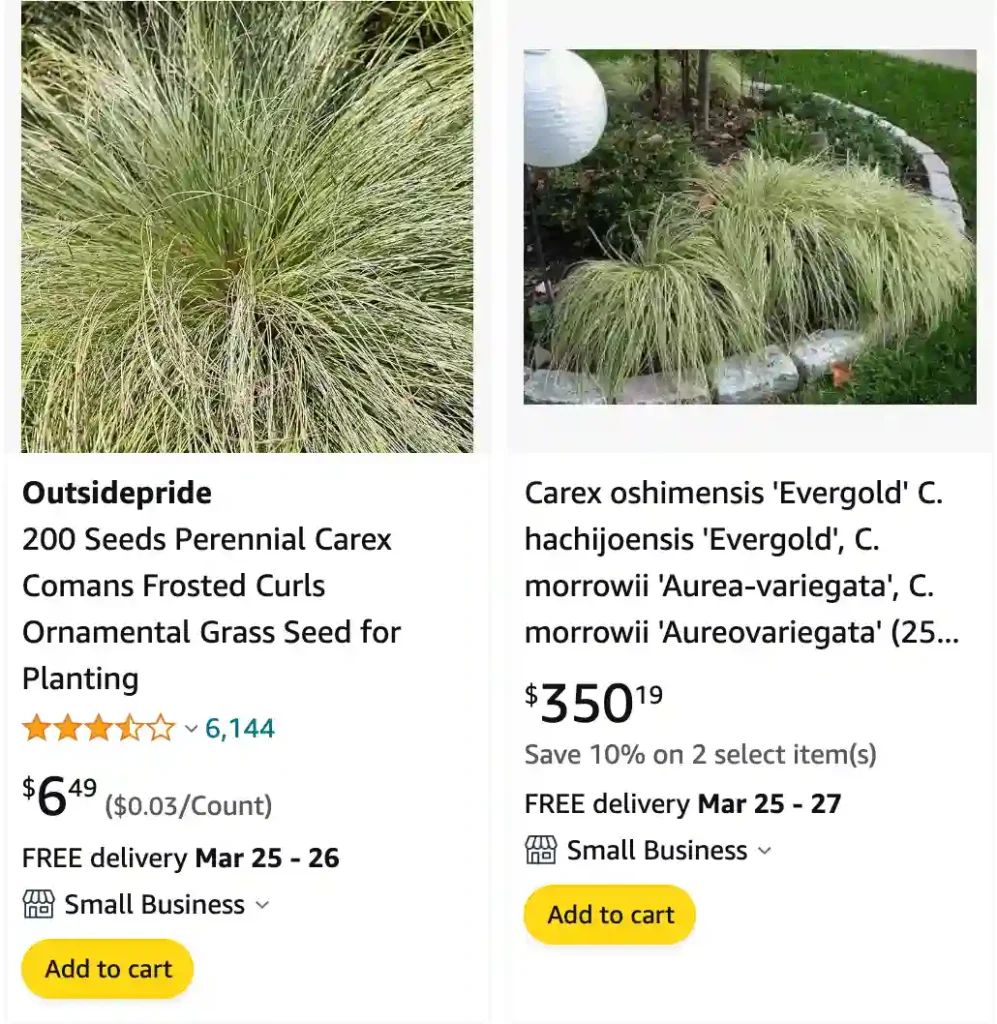 Carex Evergold | Monsteraholic