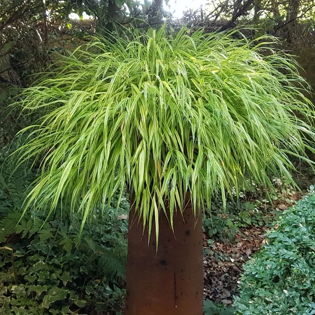 Plant FAQs Carex Evergold
