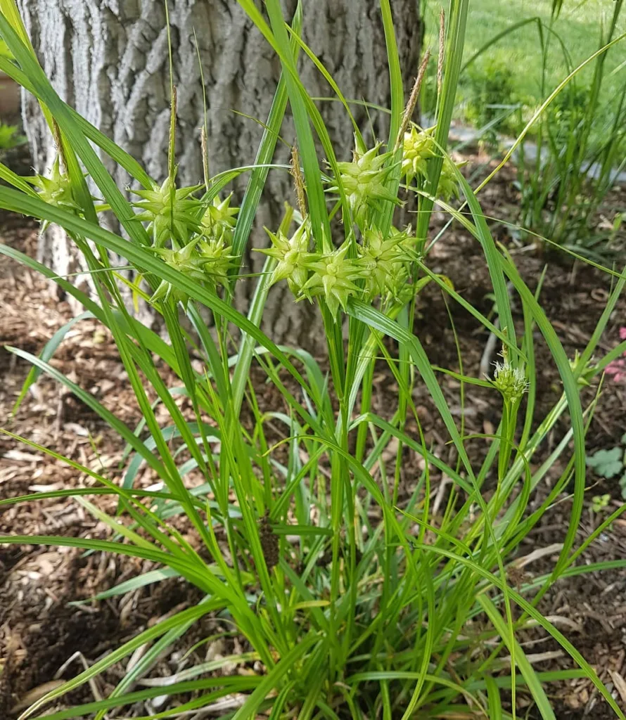 Carex Grayi