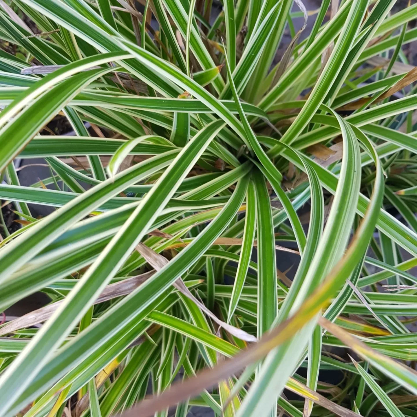 Plant FAQs: Carex Ice Dance