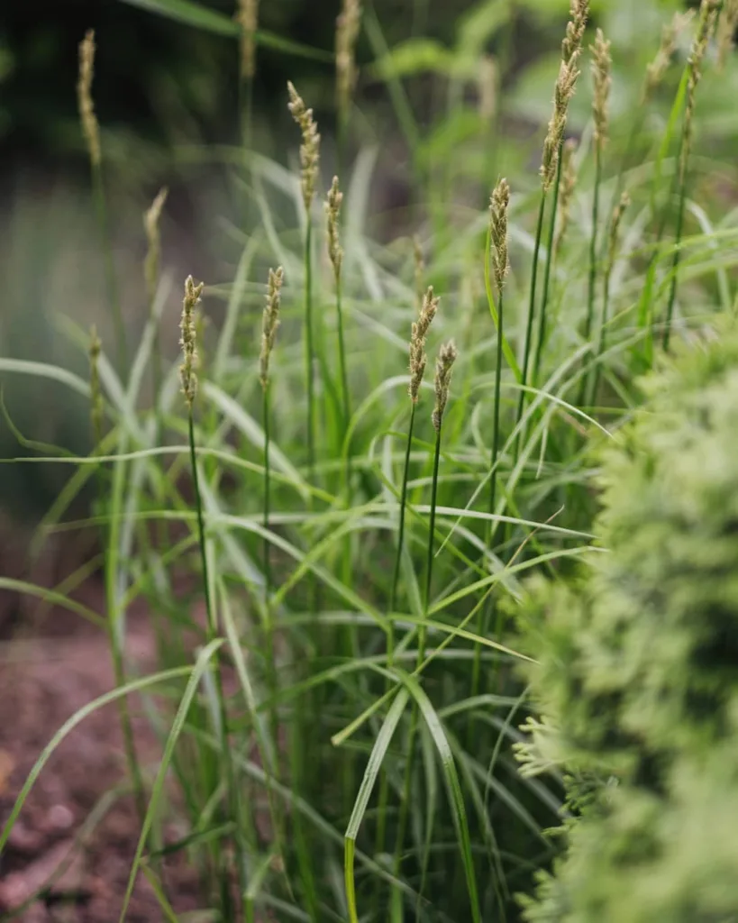 Carex Muskingumensis