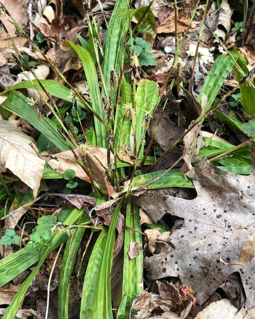 Carex Plantaginea