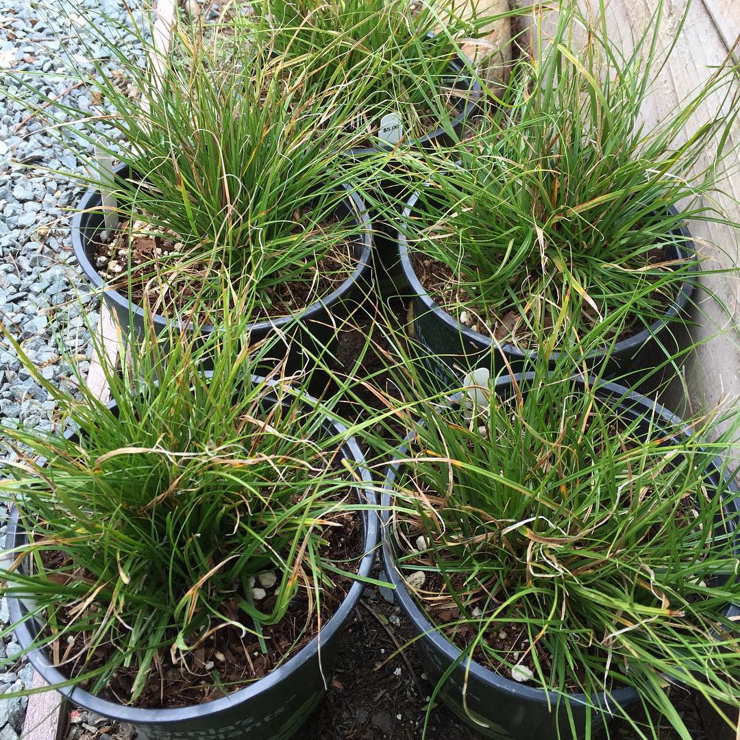 Plant FAQs: Carex Praegracilis