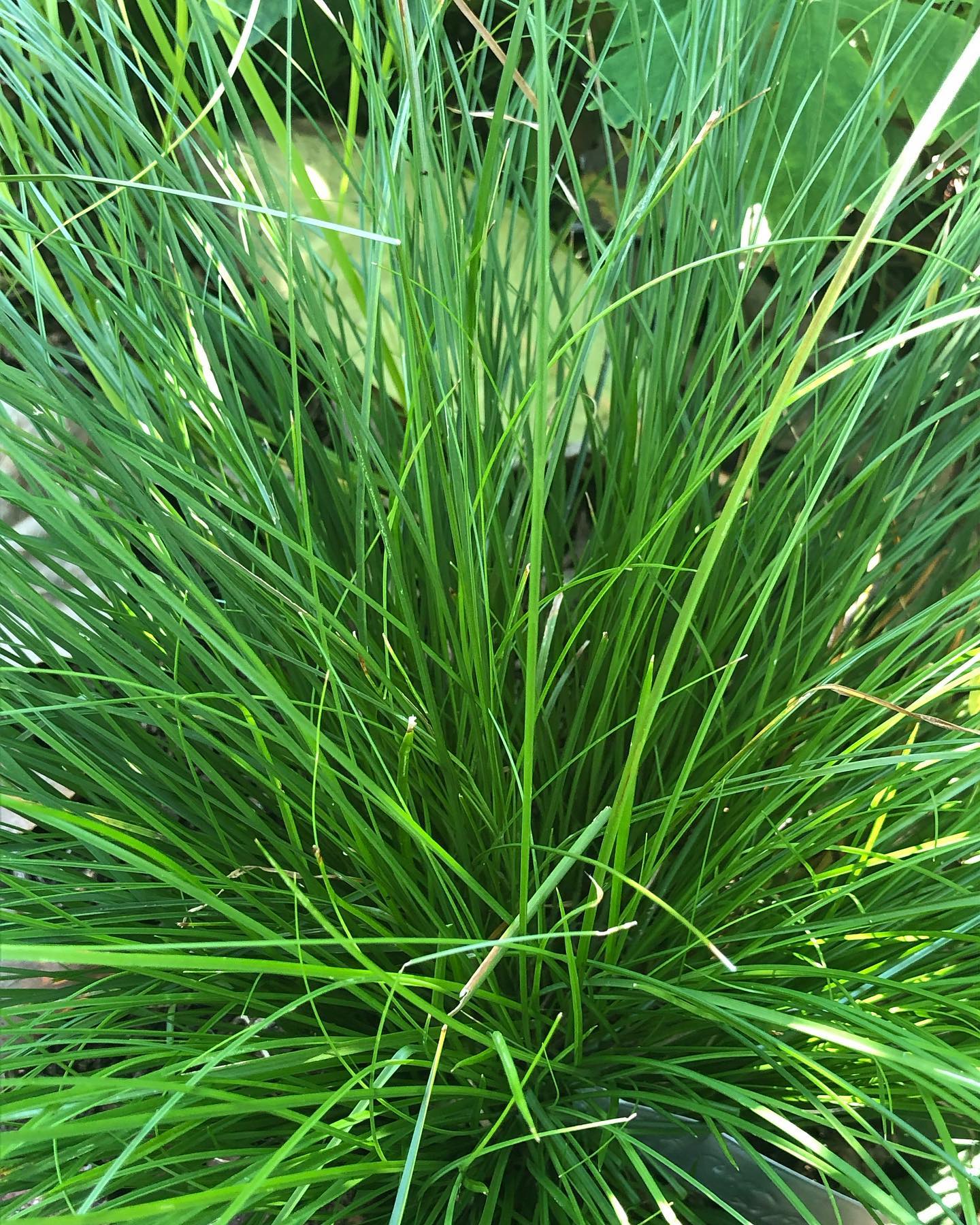 Plant FAQs: Carex Rosea