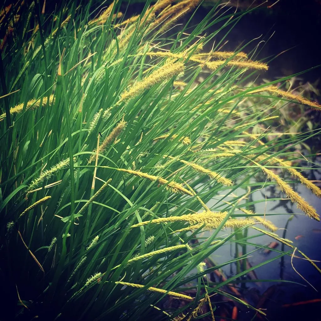 Carex Stricta