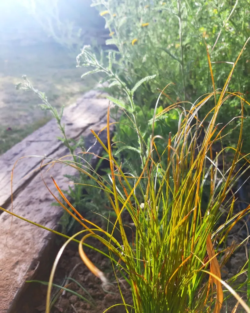 Carex Testacea