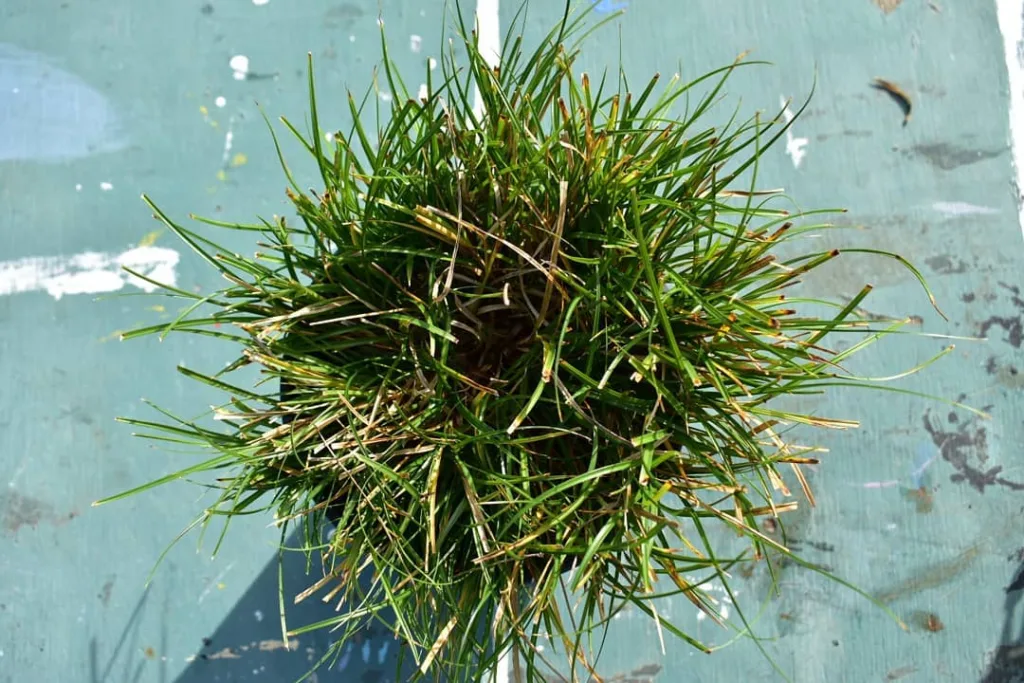 Carex Tumulicola