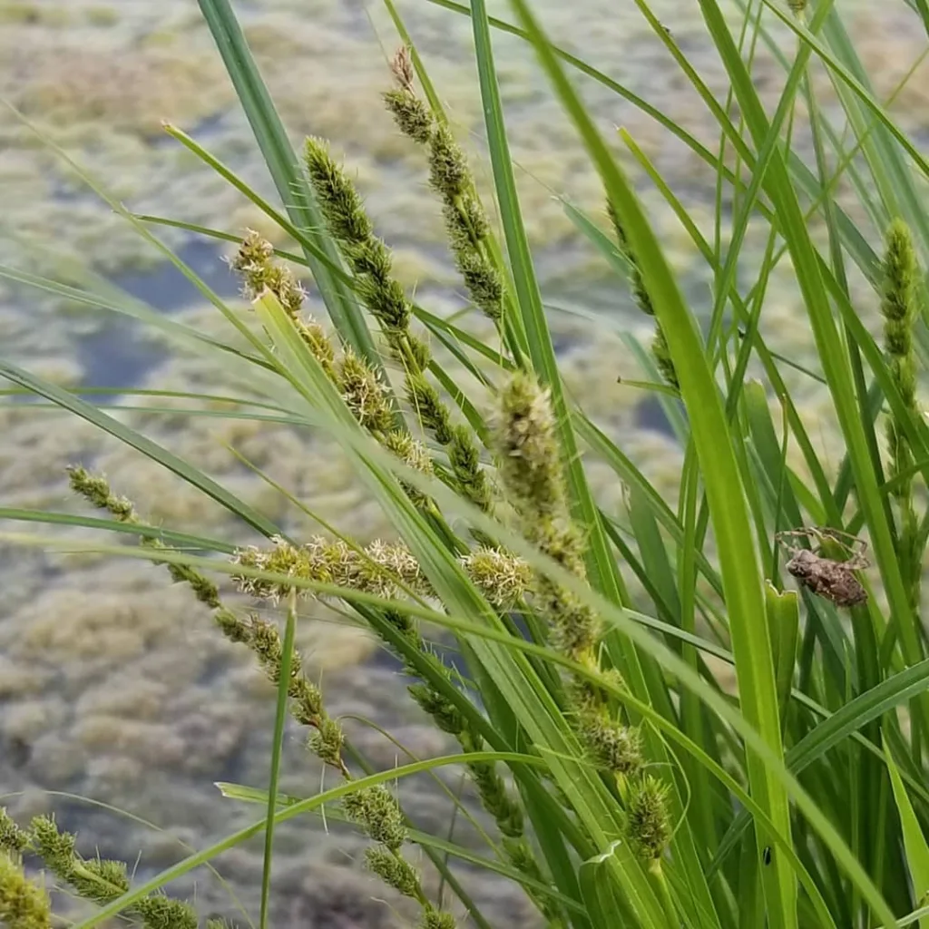 Carex Vulpinoidea