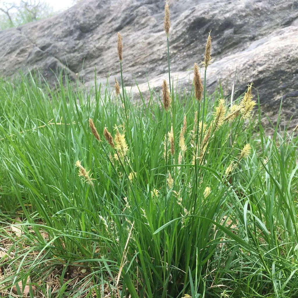 Carex Woodii