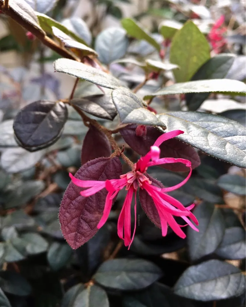 Carolina Midnight Loropetalum