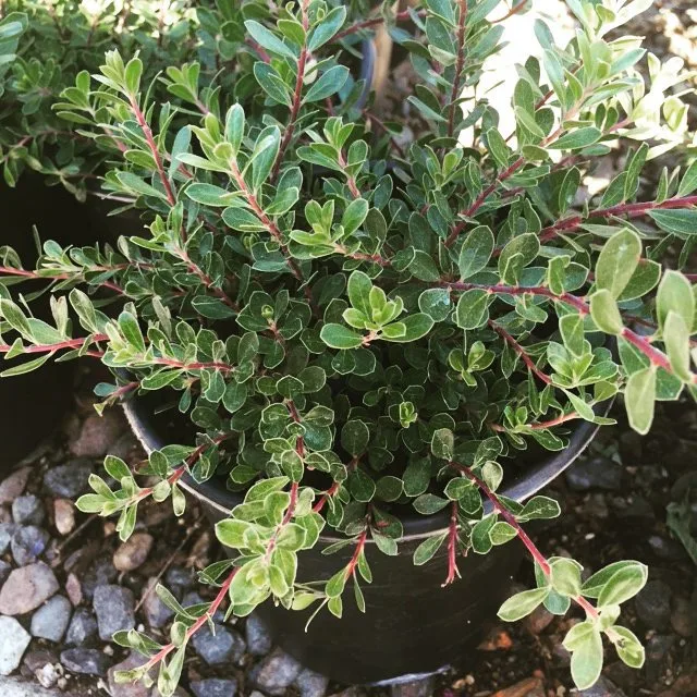 Arctostaphylos Emerald Carpet