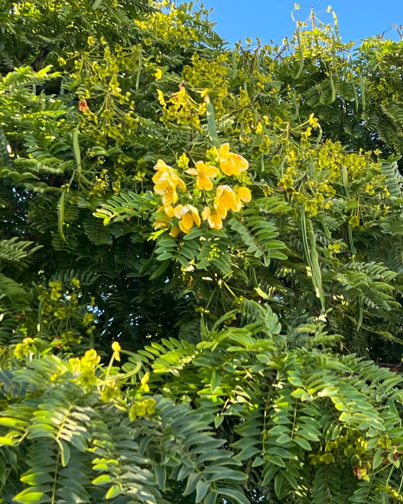 Cassia Leptophylla