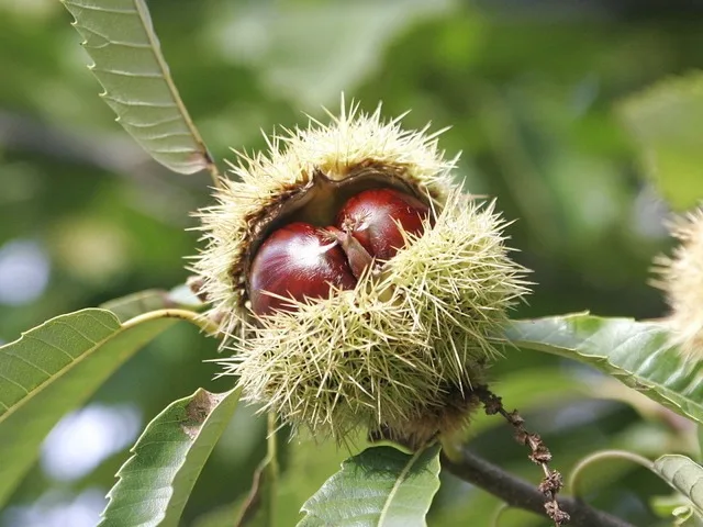 Castanea Mollissima