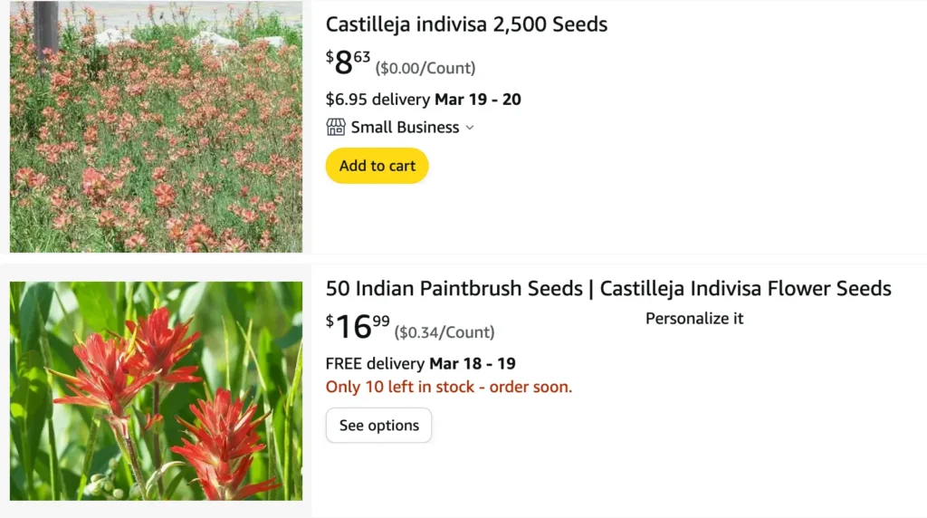 Castilleja Indivisa | Monsteraholic