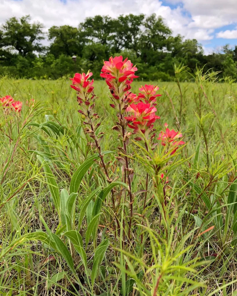 Castilleja Indivisa