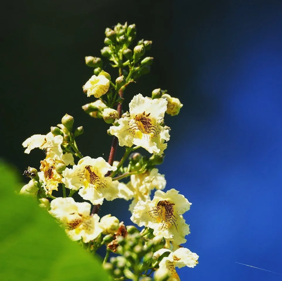 Catalpa Ovata