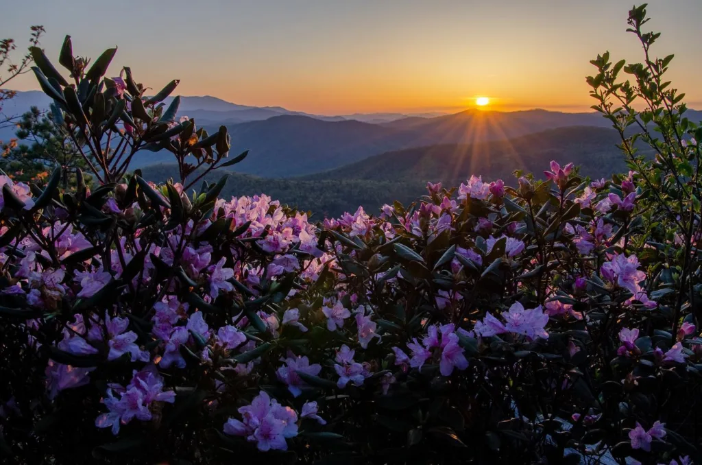 Catawba Rhododendron