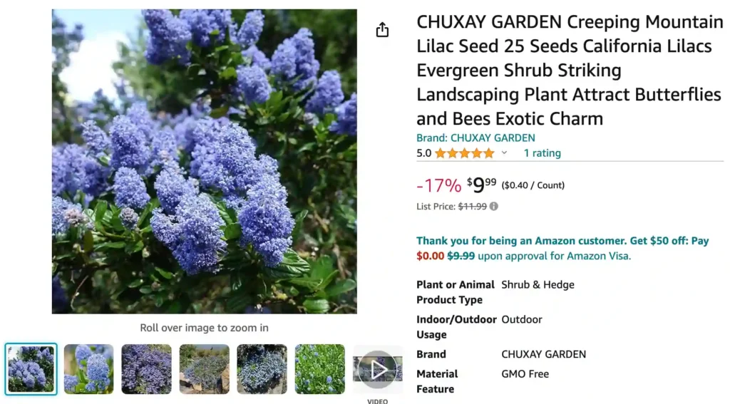 Ceanothus Concha | Monsteraholic