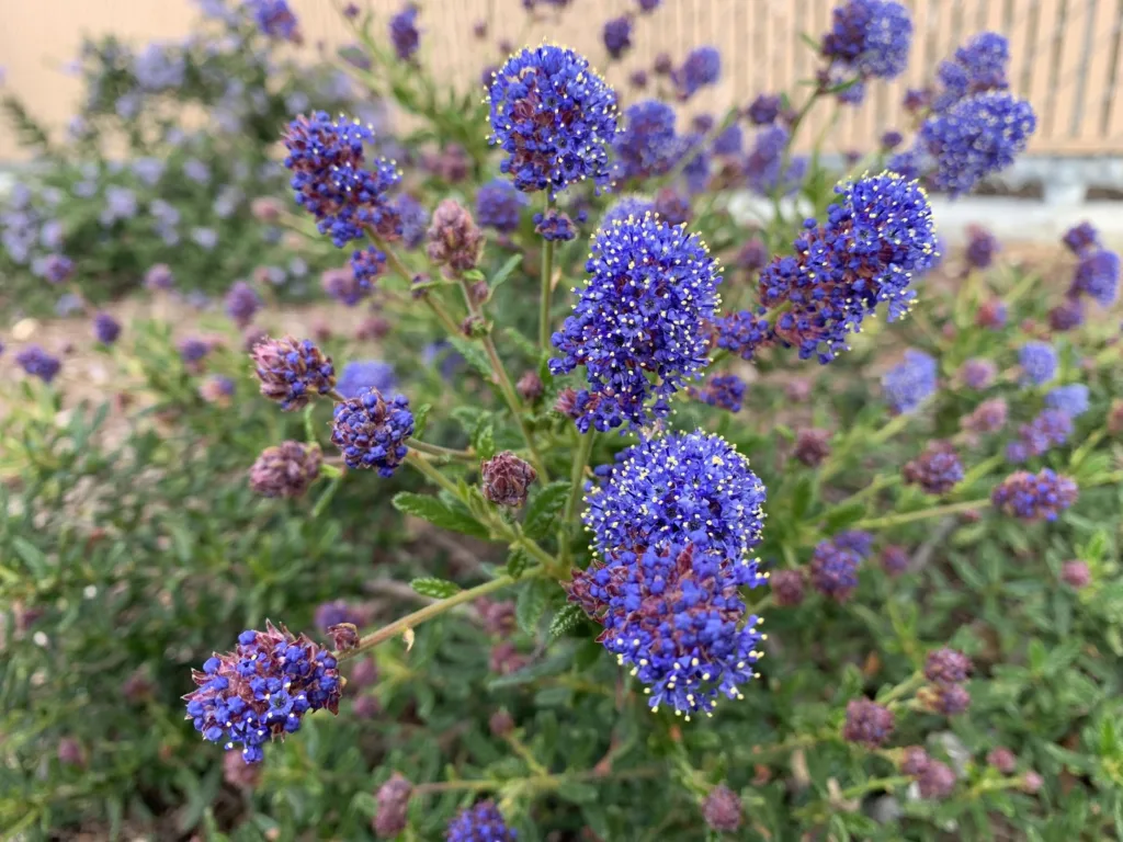 Ceanothus Concha