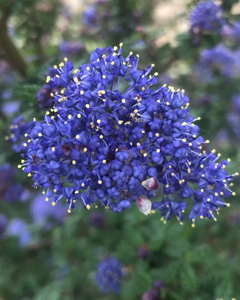 Ceanothus Dark Star