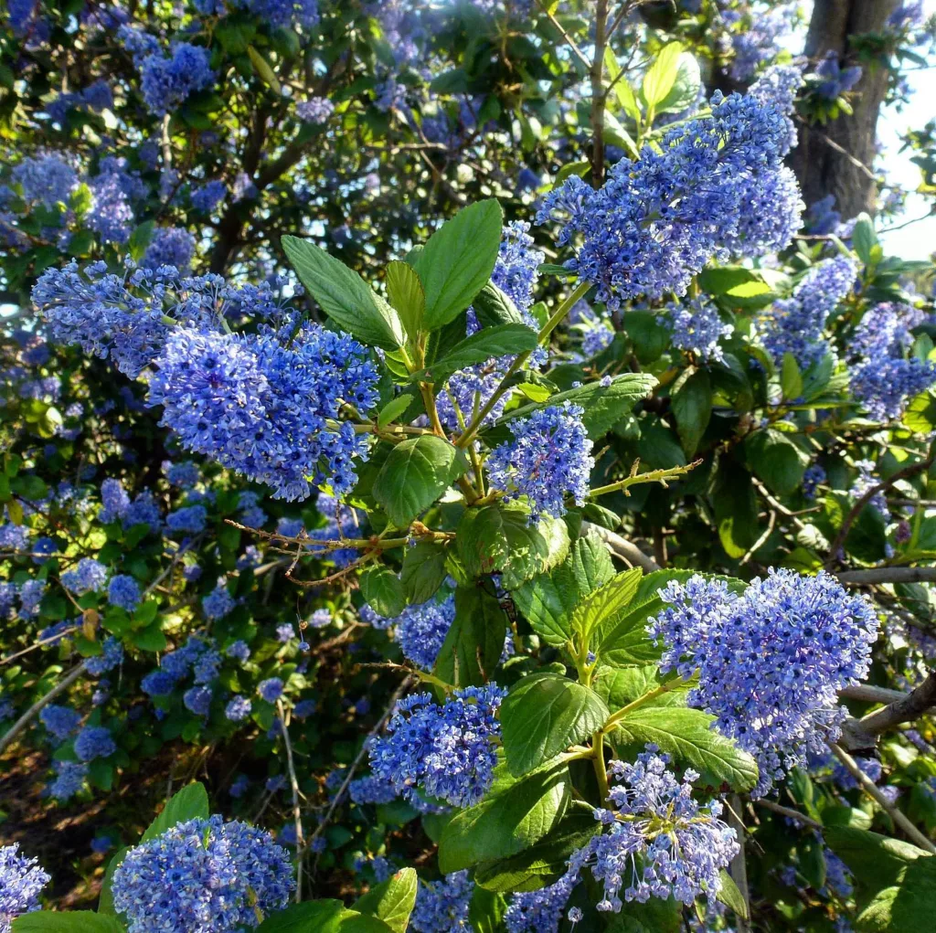 Ceanothus Ray Hartman