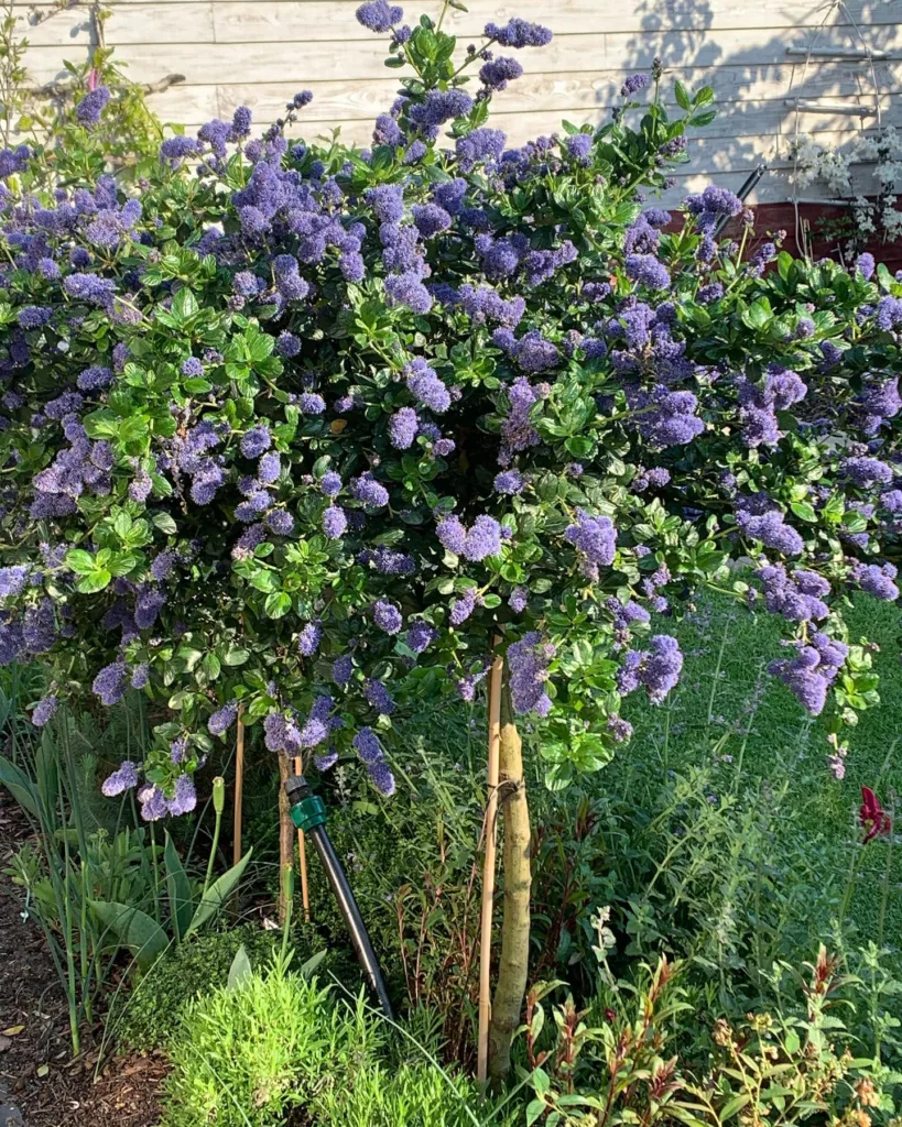 Ceanothus Yankee Point