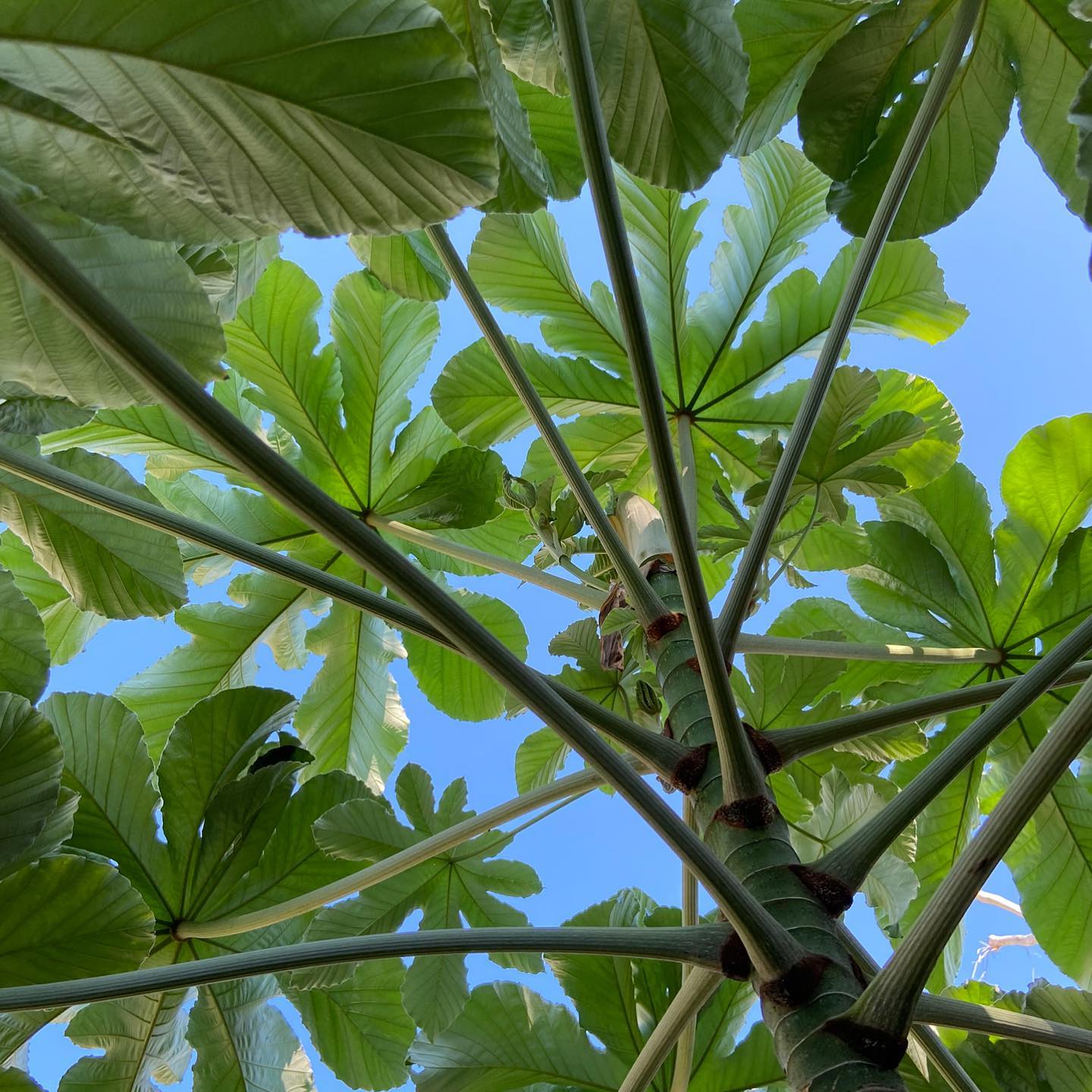 Cecropia Tree