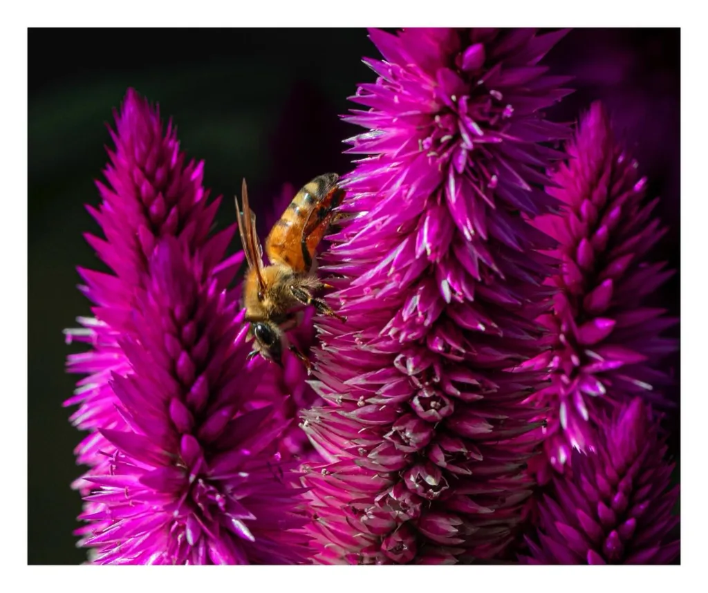 Celosia Argentea