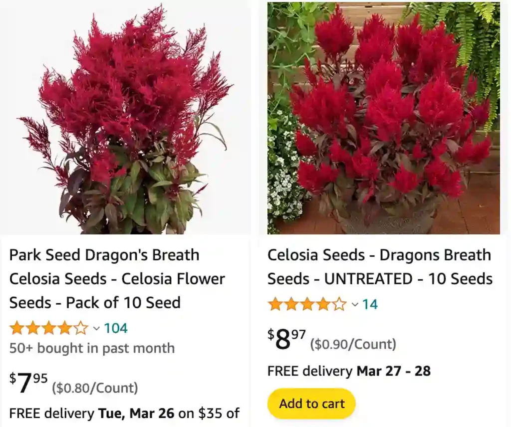 Celosia Dragons Breath | Monsteraholic