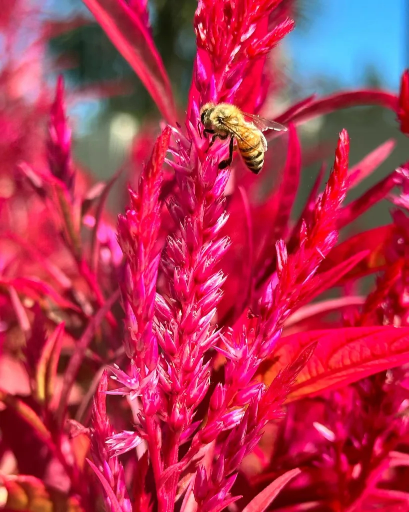 Celosia Dragon's Breath